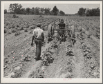Tractor operator on the Aldridge Plantation near Leland Mississippi. These young Negroes drive tractors for one dollar and twenty-five cents a day and cabin