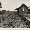 House of ex-tenant farmer now on relief. Ellis County, Texas