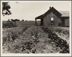 House of ex-tenant farmer now on relief. Ellis County, Texas
