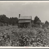 Sharecropper's cabin, cotton and corn, near Jackson, Mississippi