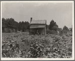 Sharecropper's cabin, cotton and corn, near Jackson, Mississippi