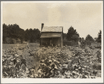 Sharecropper's cabin, cotton and corn, near Jackson, Mississippi