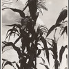 Corn. Washington County, Mississippi