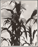 Corn. Washington County, Mississippi