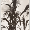 Corn. Washington County, Mississippi