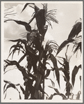 Corn. Washington County, Mississippi