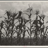 Corn. Washington County, Mississippi