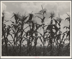 Corn. Washington County, Mississippi