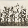 Corn. Washington County, Mississippi