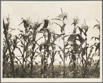 Corn. Washington County, Mississippi