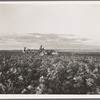Mechanization proceeds by stages. Here the tractor pulls a riding plow. Next stages are two four-row cultivators cultivating more rows and eliminating the man on the cultivator, near Centrae [?], Texas
