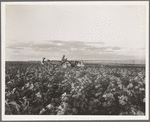 Mechanization proceeds by stages. Here the tractor pulls a riding plow. Next stages are two four-row cultivators cultivating more rows and eliminating the man on the cultivator, near Centrae [?], Texas
