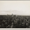 Mechanization proceeds by stages. Here the tractor pulls a riding plow. Next stages are two four-row cultivators cultivating more rows and eliminating the man on the cultivator, near Centrae [?], Texas