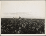 Mechanization proceeds by stages. Here the tractor pulls a riding plow. Next stages are two four-row cultivators cultivating more rows and eliminating the man on the cultivator, near Centrae [?], Texas