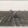 Tractor in cotton. Near Corsicana, Texas