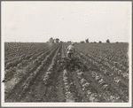 Tractor in cotton. Near Corsicana, Texas
