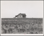 Cotton sharecropper farm, Texas