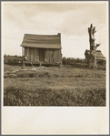Plantation cabin of sharecropper. Washington County, Mississippi