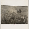 Tractor in cotton field. Navarro Co. Texas