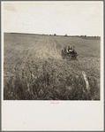 Tractor in cotton field. Navarro Co. Texas