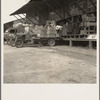 Tomato packing shed for packing and shipment north. Hazlehurst, Mississippi