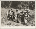 Hillhouse, Mississippi Delta cooperative farm