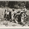 Hillhouse, Mississippi Delta cooperative farm