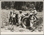 Hillhouse, Mississippi Delta cooperative farm