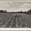 Delta cooperative farm. Hillhouse, Mississippi