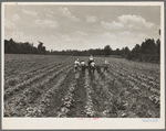 Delta cooperative farm. Hillhouse, Mississippi