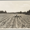 Delta cooperative farm. Hillhouse, Mississippi