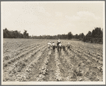 Delta cooperative farm. Hillhouse, Mississippi