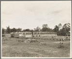 Lumber mill in the piney woods, showing dry stacking. Texas