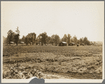 Delta cooperative farms. Hillhouse, Mississippi. Negro cabins are on one side, white cabins on the other