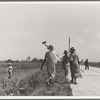 Cotton hoers (day laborers) move from one field across the highway to another. Mississippi Delta
