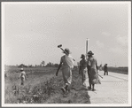 Cotton hoers (day laborers) move from one field across the highway to another. Mississippi Delta