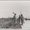 Cotton hoers (day laborers) move from one field across the highway to another. Mississippi Delta