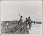 Cotton hoers (day laborers) move from one field across the highway to another. Mississippi Delta