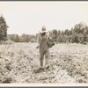 Planting corn in the community garden which supplies fresh vegetables to twenty-eight families. Delta cooperative farms. Hillhouse, Mississippi