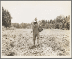 Planting corn in the community garden which supplies fresh vegetables to twenty-eight families. Delta cooperative farms. Hillhouse, Mississippi