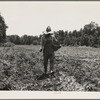 Planting corn in the community garden which supplies fresh vegetables to twenty-eight families. Delta cooperative farms. Hillhouse, Mississippi