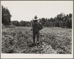 Planting corn in the community garden which supplies fresh vegetables to twenty-eight families. Delta cooperative farms. Hillhouse, Mississippi