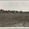Delta cooperative farm cabins and cotton. Hillhouse, Mississippi, after one year of operation