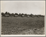 Delta cooperative farm cabins and cotton. Hillhouse, Mississippi, after one year of operation