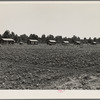 Delta cooperative farm cabins and cotton. Hillhouse, Mississippi, after one year of operation