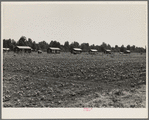 Delta cooperative farm cabins and cotton. Hillhouse, Mississippi, after one year of operation