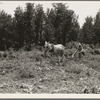 Working in the community garden which supplies fresh vegetables to twenty-eight families at the Delta cooperative farms. Hillhouse, Mississippi