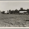 Cabins at the Delta cooperative farm. Hillhouse, Mississippi