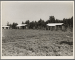 Cabins at the Delta cooperative farm. Hillhouse, Mississippi