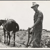 Son of sharecropper family at work in the cotton near Chesnee, South Carolina